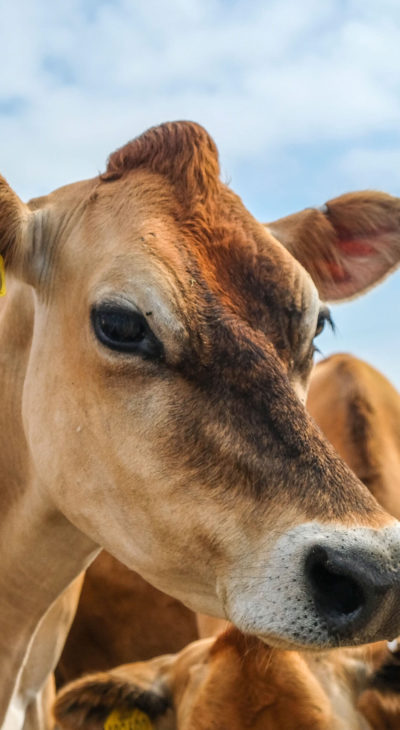 farm-cattle-400×730