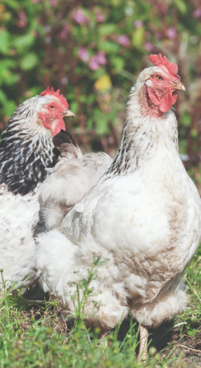 farm-chickens-400×730