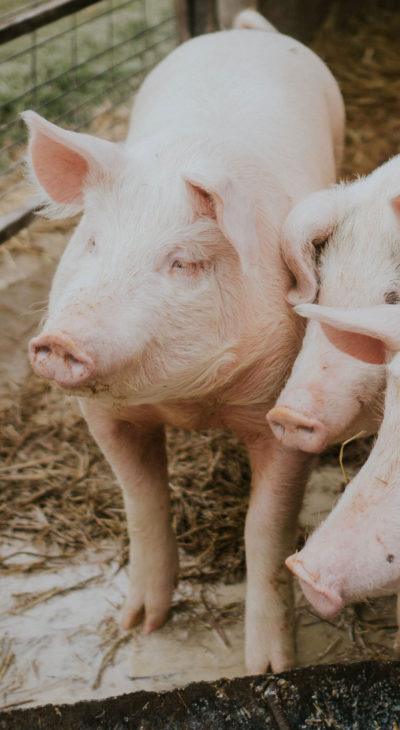 farm-pigs-400×730